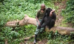 Les derniers gorilles luttent pour leur survie dans l'est du Congo